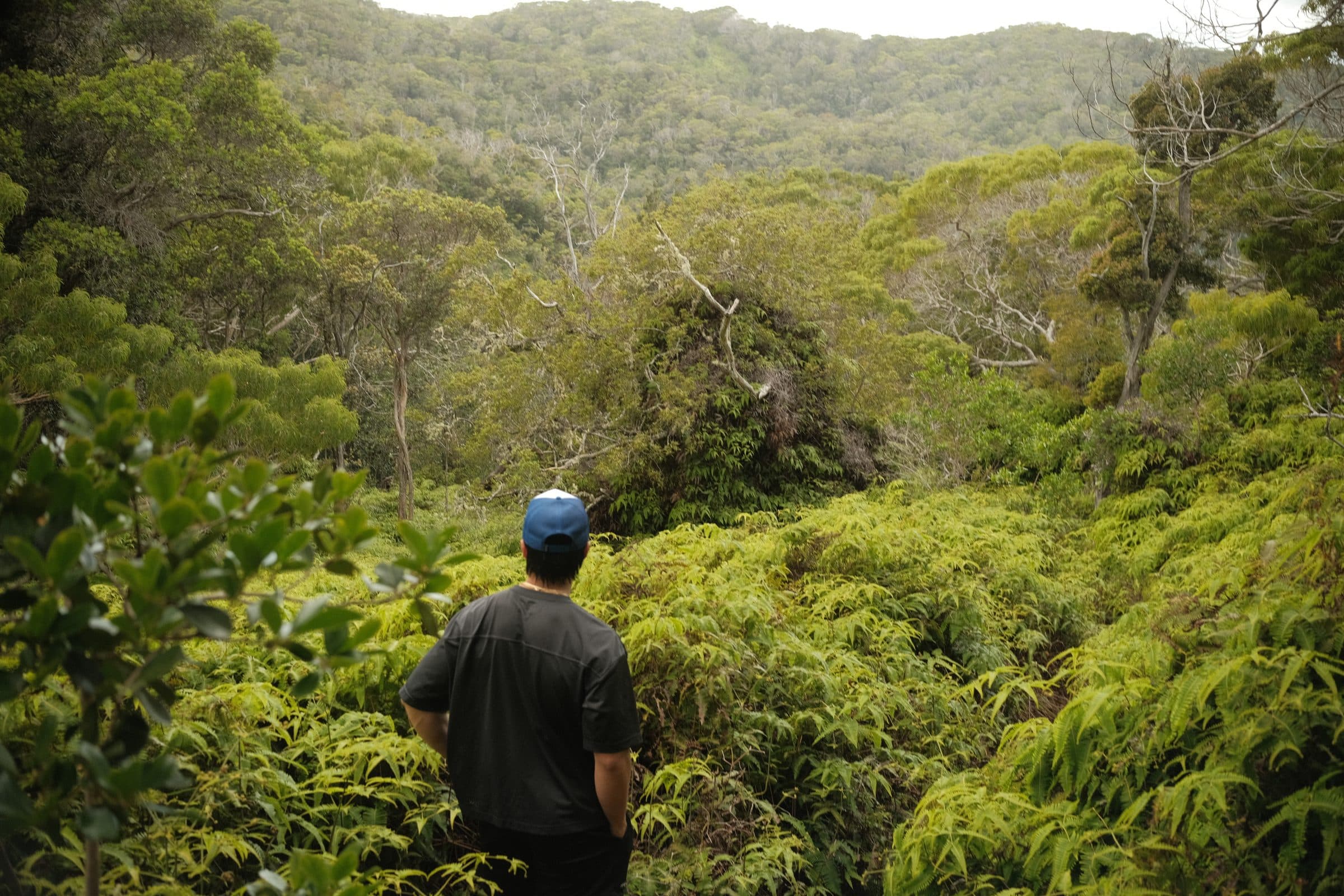 Looking out over the jungle