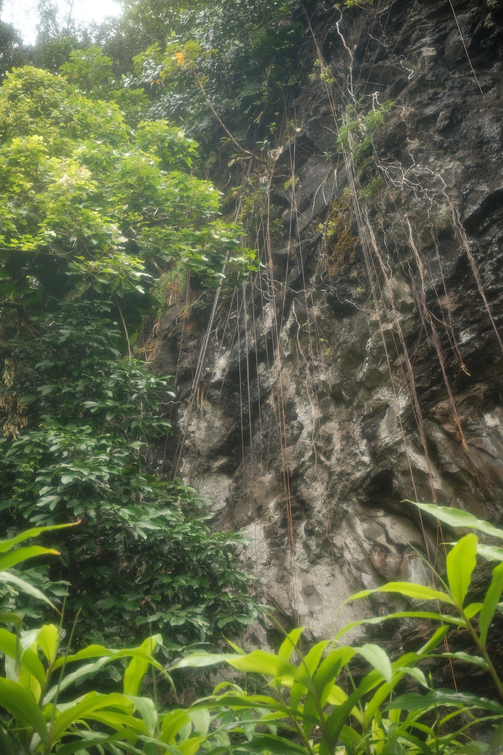Vines and rock face in the jungle